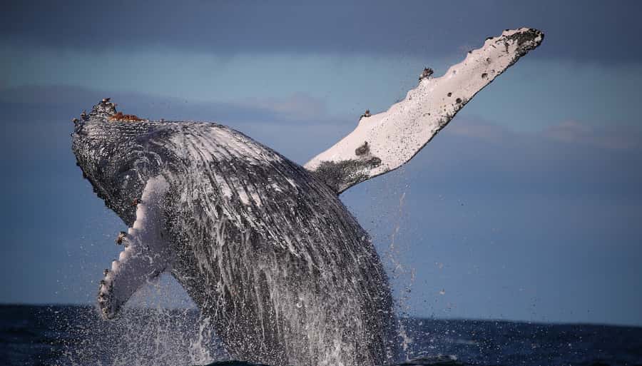 Sydney: Discovery Whale Watching Tour by Catamaran - Two viewing levels, panoramic windows, and air-conditioned cabins