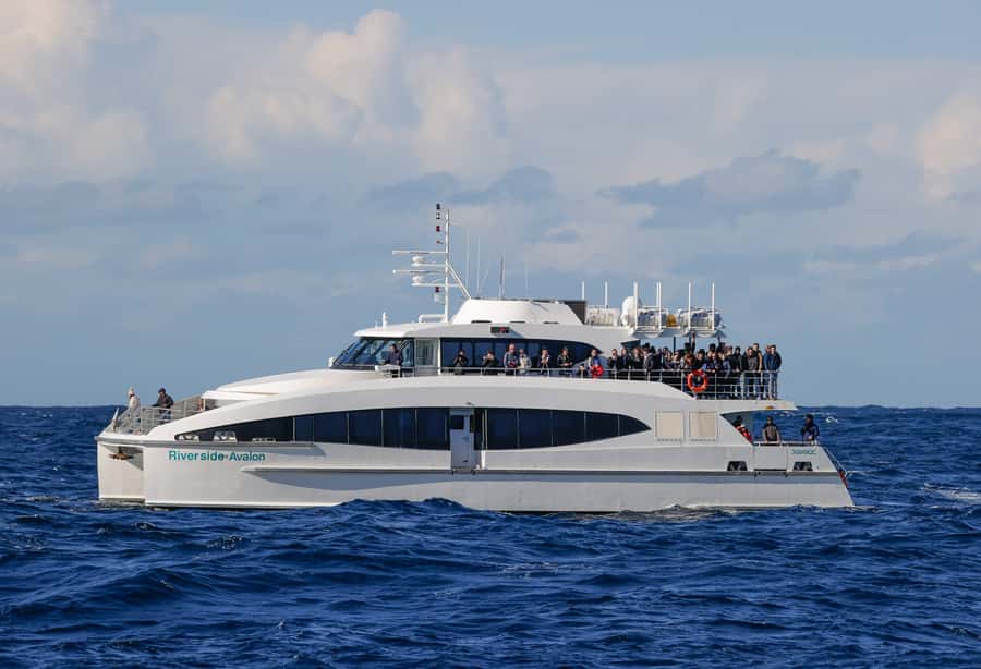 Sydney: Discovery Whale Watching Tour by Catamaran - Who should book this catamaran, and who should reconsider