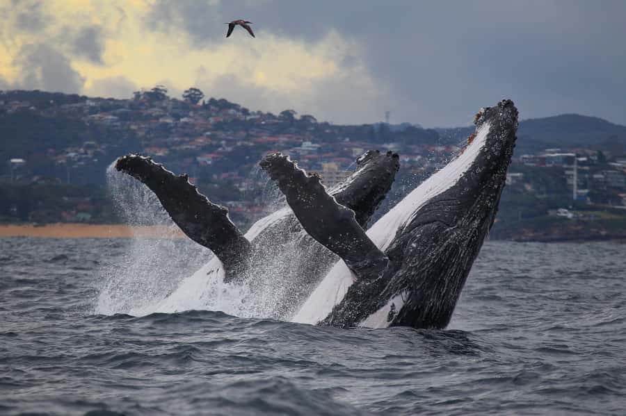 Sydney: Discovery Whale Watching Tour by Catamaran - The 150-minute flow: how the timing gives you more whale time