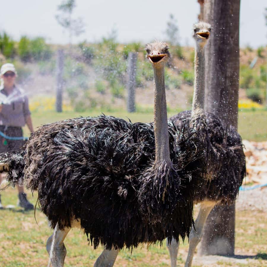 Sydney: Featherdale Wildlife Park Private Tour - Featherdale in Four Hours: What the Timing Really Means