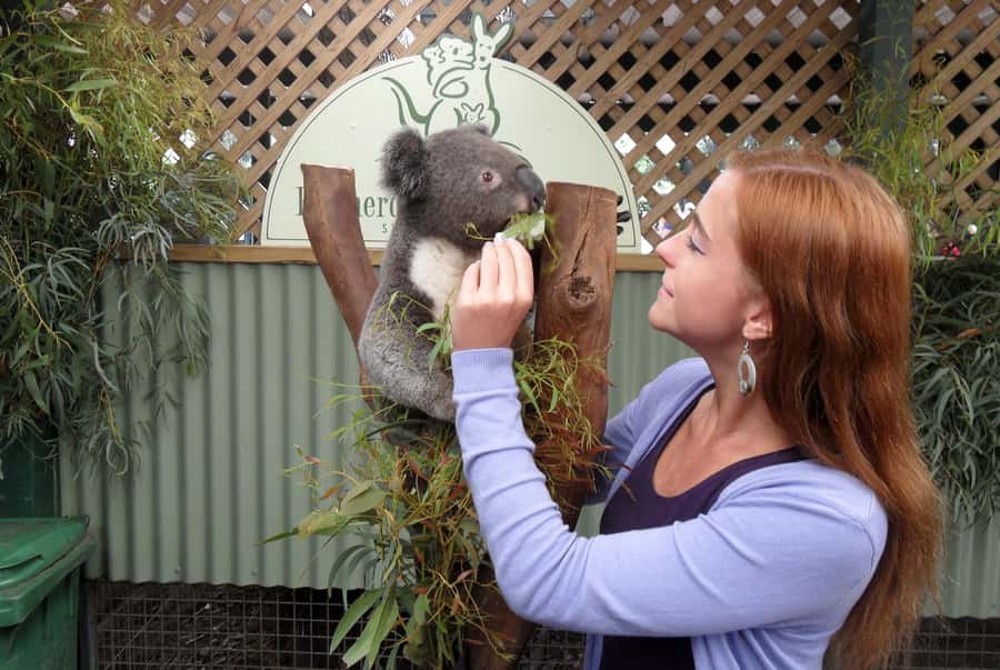 Sydney: Featherdale Wildlife Park Private Tour - Inside Featherdale: Open-Range Kangaroos and Bushland Setups