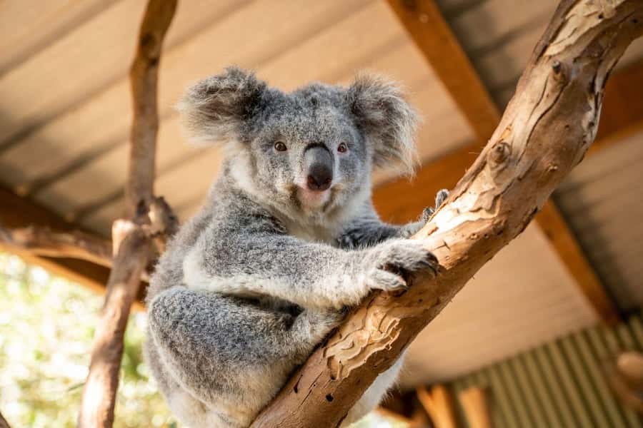 Sydney: Featherdale Wildlife Park Private Tour - Extras You Can Add on the Day: Feeding and Koala Photo Moments