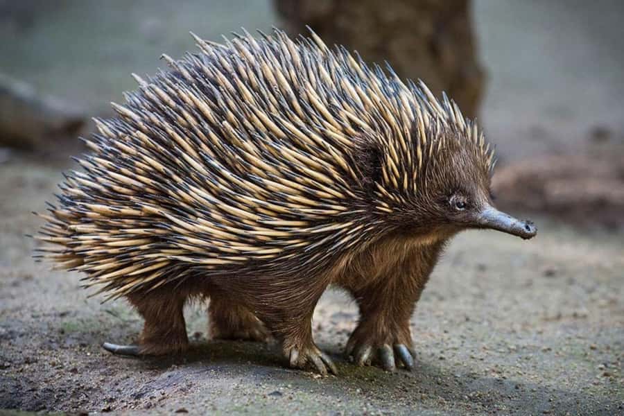 Sydney: Featherdale Wildlife Park Private Tour - Who This Private Featherdale Tour Suits Best