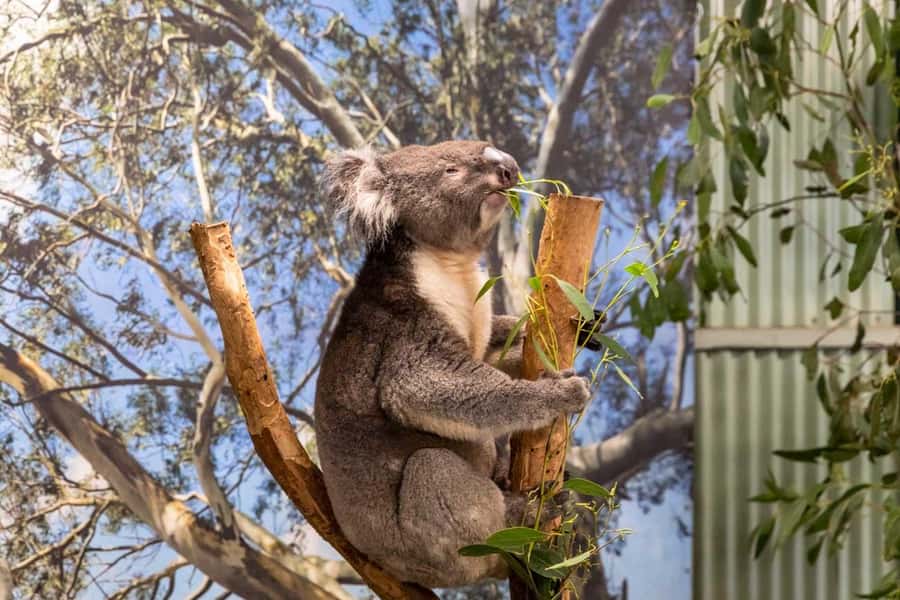Sydney: Featherdale Wildlife Park Private Tour - Pickup and Private Vehicle Value in Sydney Traffic