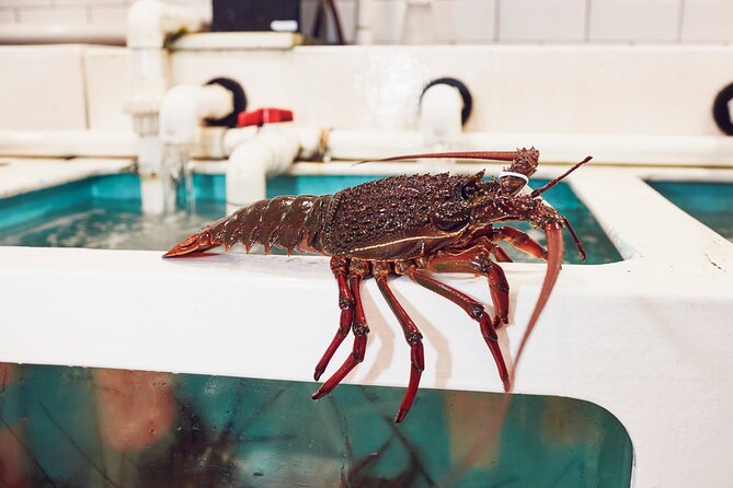 Sydney Fish Market Behind the Scenes Tour - Live seafood prep demos, from tuna filleting to oyster shucking