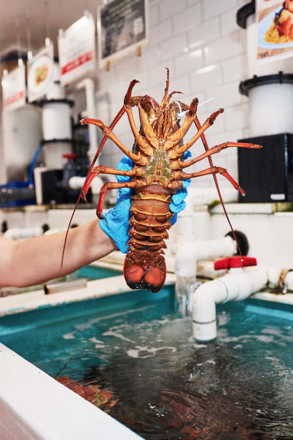 Sydney Fish Market Discovery Tour - Why This Market Tour Feels Different From a Typical Walk
