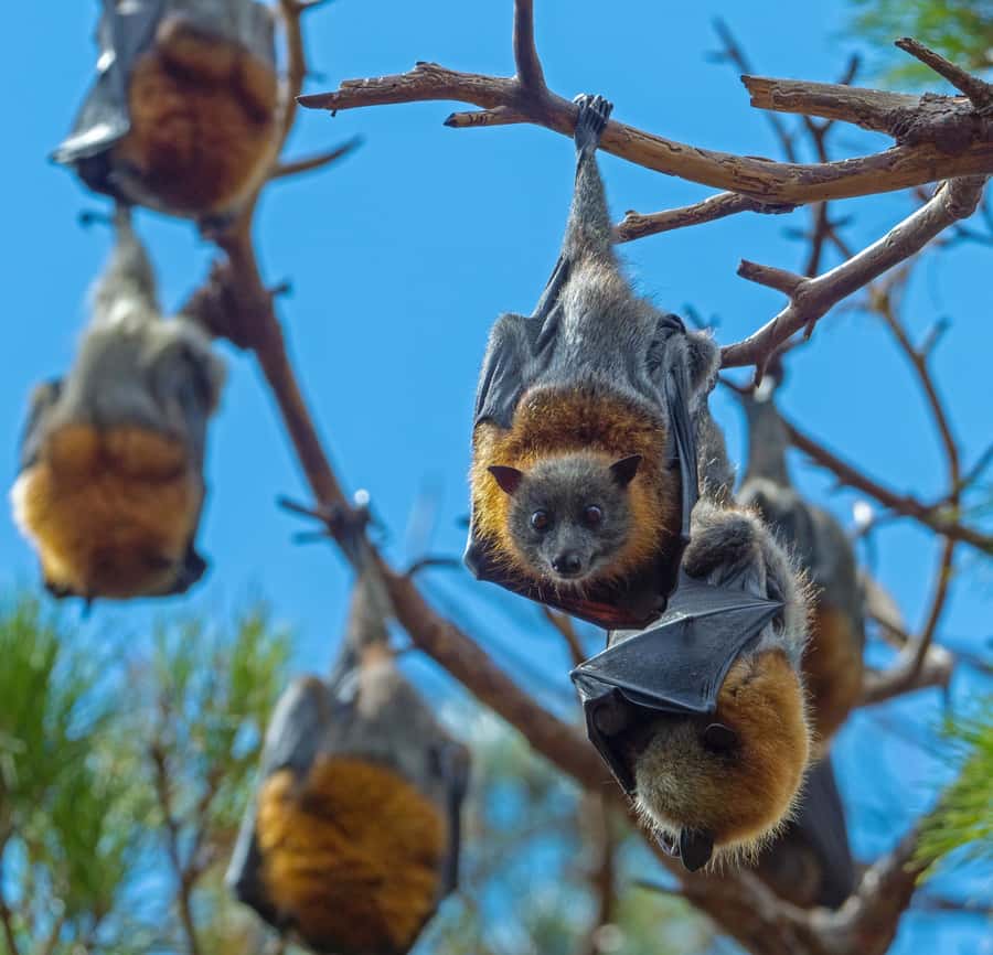 Sydney: Flying Fox Tour, Australia's Largest Bats - Key points you’ll care about