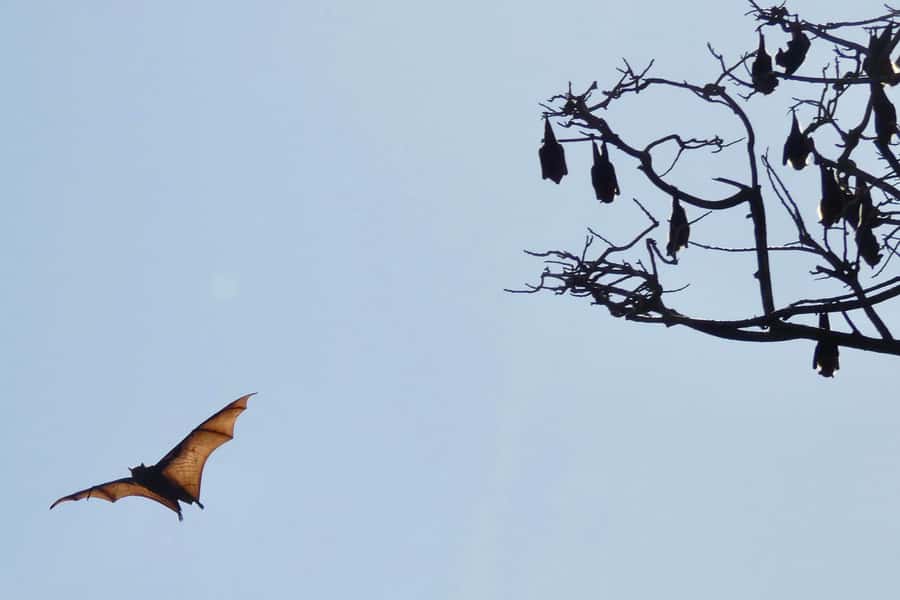 Sydney: Flying Fox Tour, Australia's Largest Bats - Quick practical tips before you go