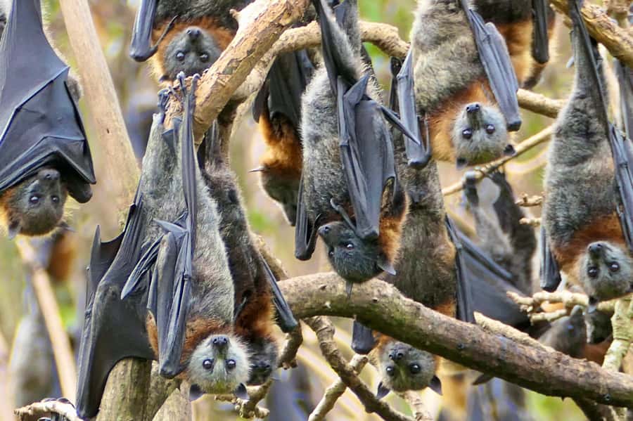 Sydney: Flying Fox Tour, Australia's Largest Bats - What makes this Sydney flying fox tour different