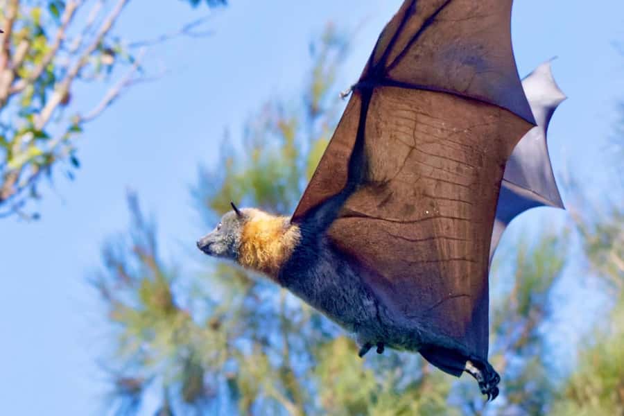 Sydney: Flying Fox Tour, Australia's Largest Bats - The wildlife viewing stop: close to the trees, close to the action