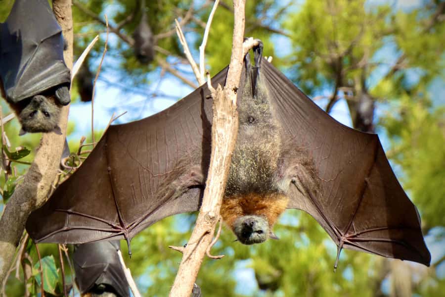 Sydney: Flying Fox Tour, Australia's Largest Bats - Binoculars and super zoom cameras: how you actually get great photos