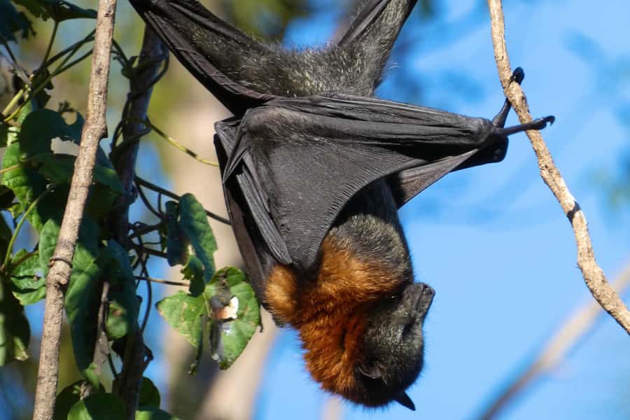Sydney: Flying Fox Tour, Australia's Largest Bats - Price and value: what $49 buys you in real terms