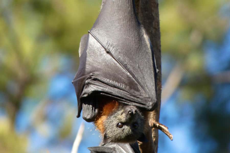 Sydney: Flying Fox Tour, Australia's Largest Bats - Who this tour is best for (and who it may not be)
