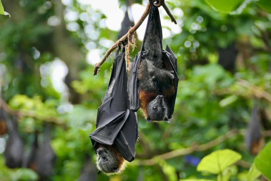 Sydney: Flying Fox Tour, Australia's Largest Bats - Meeting near Circular Quay, then heading out by van