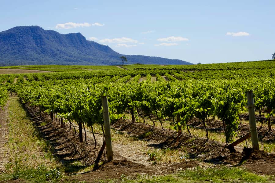 Sydney: Hunter Valley Wineries Day Trip with Food Tastings - The drive includes a break, plus a coffee stop