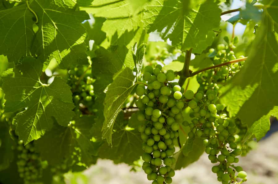 Sydney: Hunter Valley Wineries Day Trip with Food Tastings - Three winery stops: how the tasting experience is paced