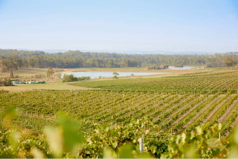 Sydney: Hunter Valley Wineries Day Trip with Food Tastings - Olive Centre: chutney, chili, dips, and olive oil tasting