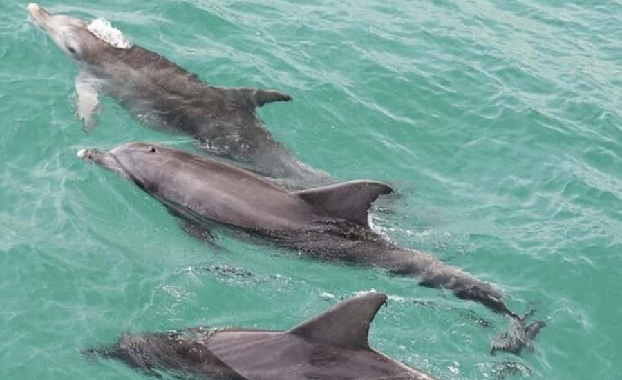 Sydney: Jervis Bay Day Trip with Dolphins, Roos & Beach Time - Quick highlights for your Jervis Bay day