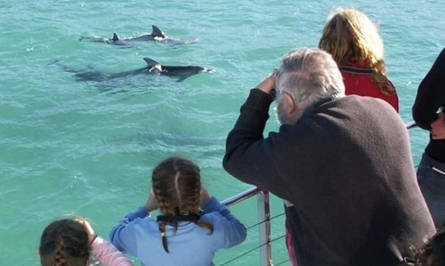 Sydney: Jervis Bay Day Trip with Dolphins, Roos & Beach Time - From Sydney to Jervis Bay: the long coastal ride that matters