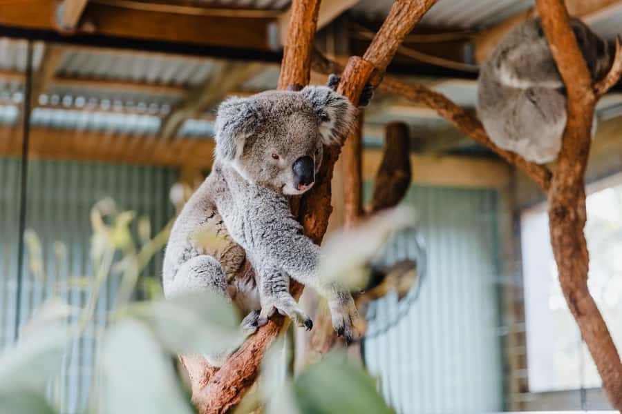 Sydney: Jervis Bay Tour with Beaches, Koalas & Kangaroos - Key points worth knowing