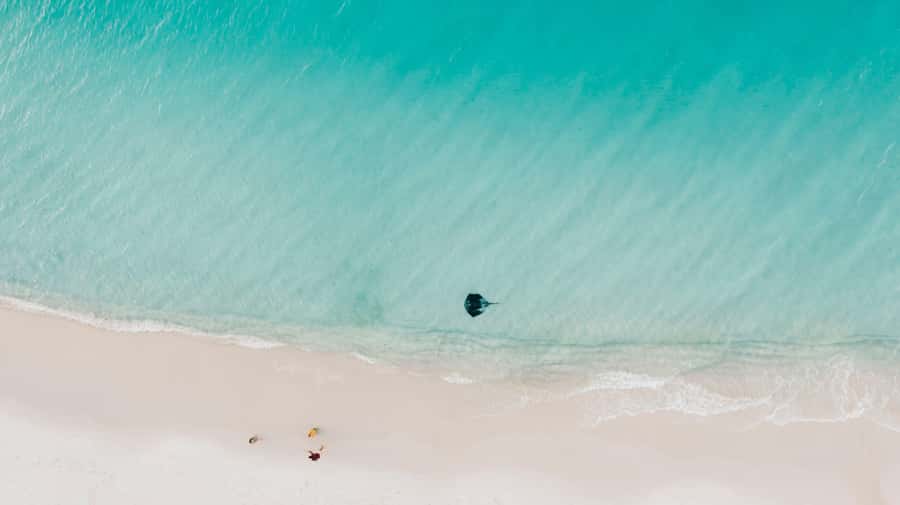 Sydney: Jervis Bay Tour with Beaches, Koalas & Kangaroos - Koala rules in New South Wales, and how to make the moment count