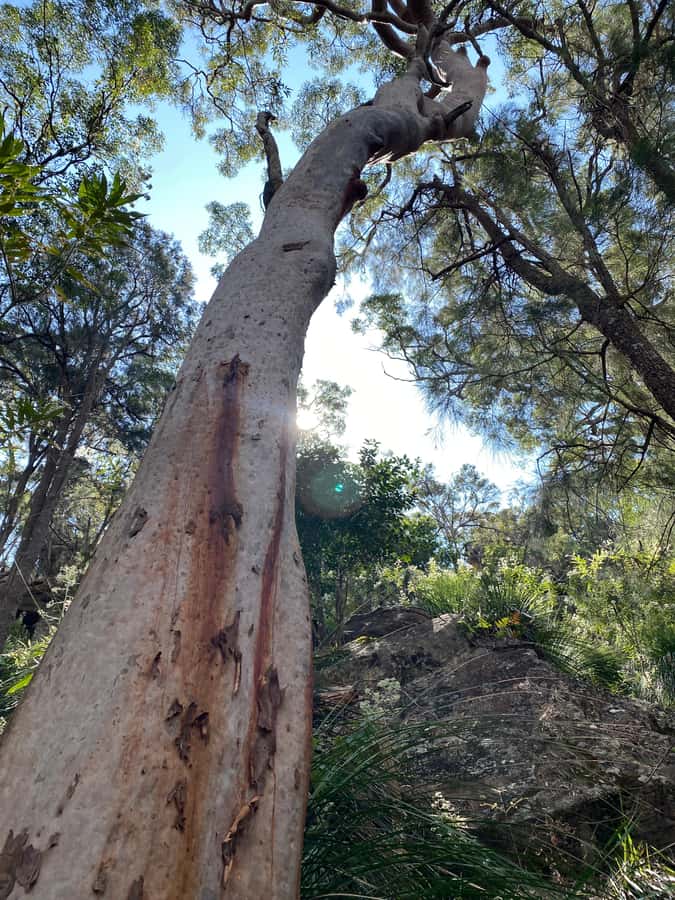 Sydney: Ku-ring-gai National Park with swim and picnic - Getting north from Sydney without the bus headache
