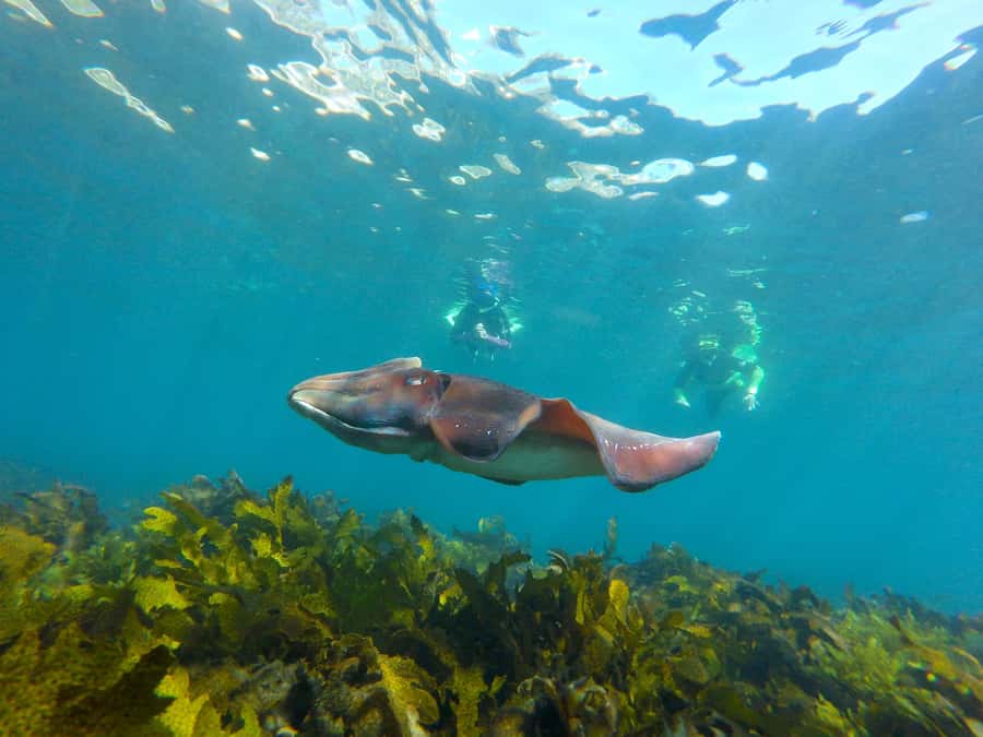 Sydney: Manly and Shelly Beach Snorkeling Tour - Key points I’d put first