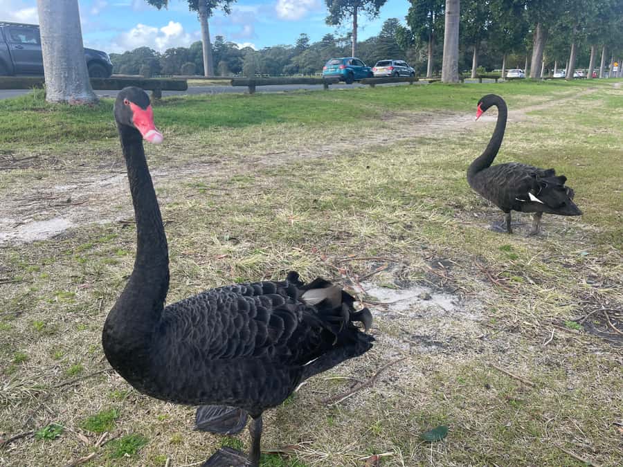 Sydney: Morning Sightseeing Bus to Bondi with Lunch Cruise - Buffet lunch and drinks package: what you’re actually getting