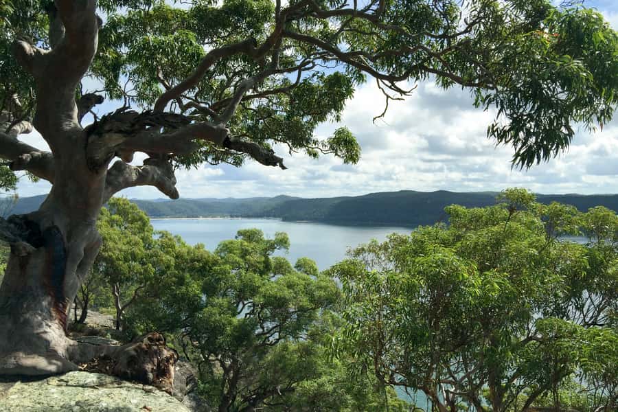 Sydney: Northern Beaches and Ku-ring-gai National Park Tour - Northern Beaches in one day, without the self-drive stress