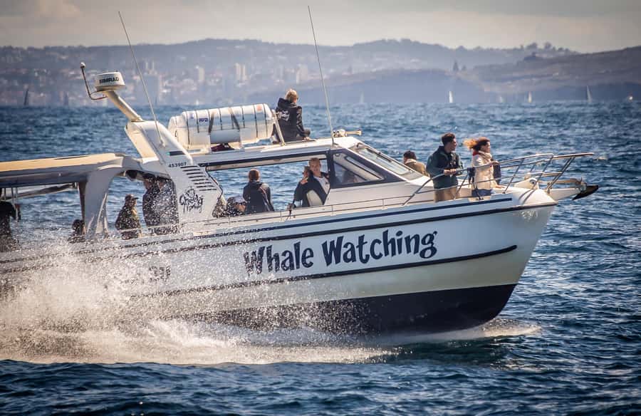 Sydney: Ocean Whale Watching Experience - Key things to love about Whale Tales in Sydney