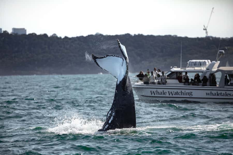 Sydney: Ocean Whale Watching Experience - Darling Harbour departures that feel easy, not rushed