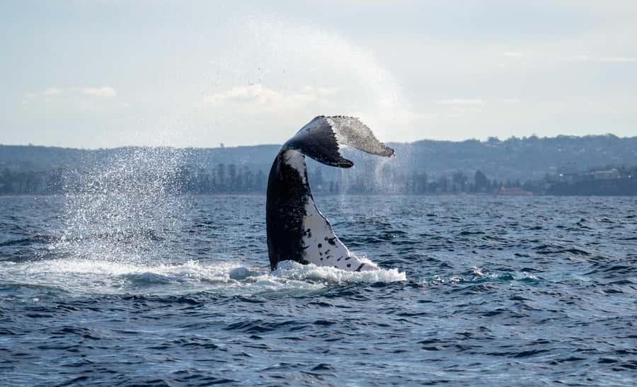 Sydney: Ocean Whale Watching Experience - The route: bridge and Opera House, then straight to open ocean
