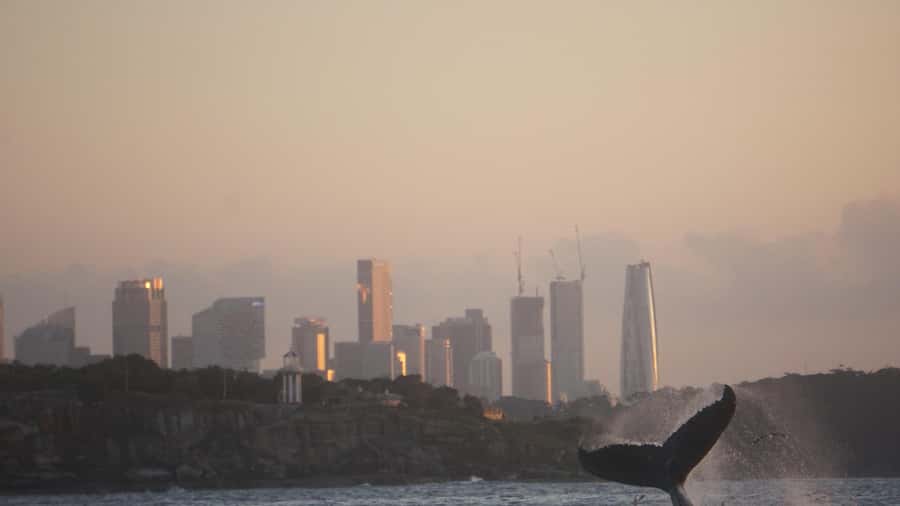 Sydney: Ocean Whale Watching Experience - Two hours of humpback time: what you’re watching for