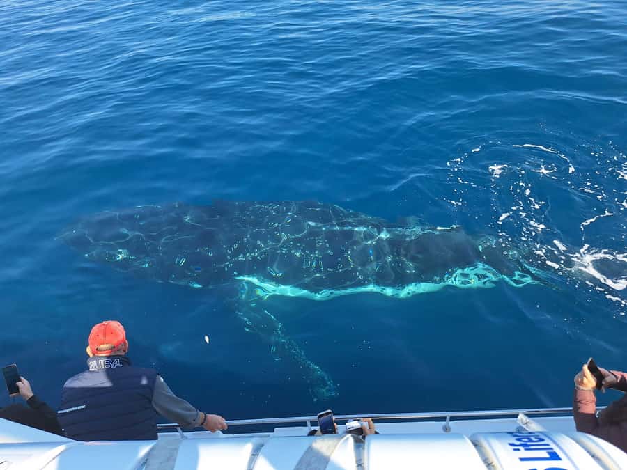 Sydney: Ocean Whale Watching Experience - Crew-led commentary that actually helps you spot whales