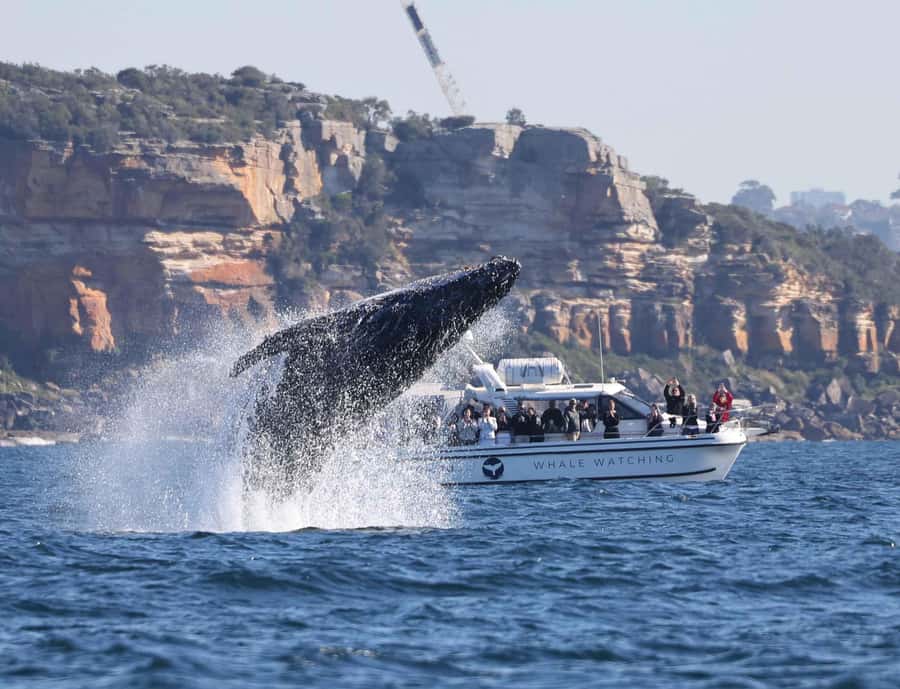Sydney: Ocean Whale Watching Experience - Comfort on the water: warm layers beat regret