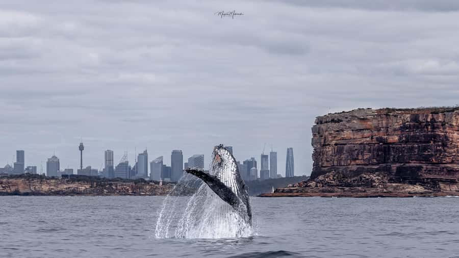 Sydney: Ocean Whale Watching Experience - Whale Tales photo support and your best viewing mindset