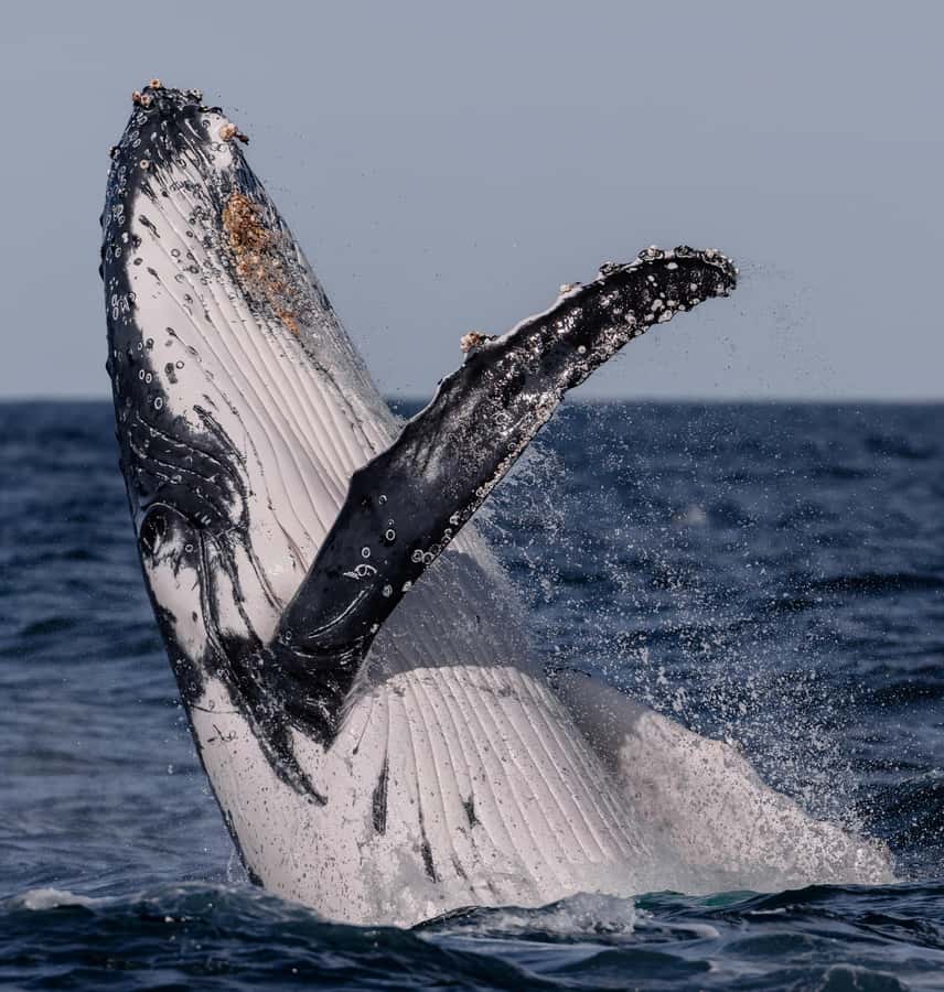 Sydney: Ocean Whale Watching Experience - Who this whale cruise suits best