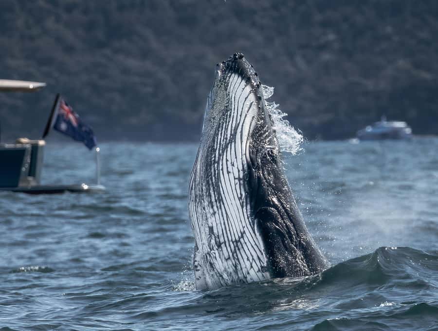 Sydney: Ocean Whale Watching Experience - Why the small-group boat matters for real whale watching
