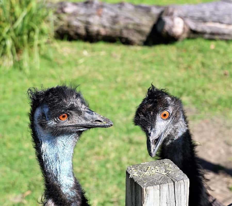 Sydney: Royal National Park private day tour - Practical Stuff You Should Plan For Before You Go