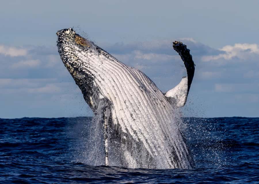 Sydney: Scenic Whale Watching Cruise - Whales Guaranteed - Key highlights I’d prioritize before you book