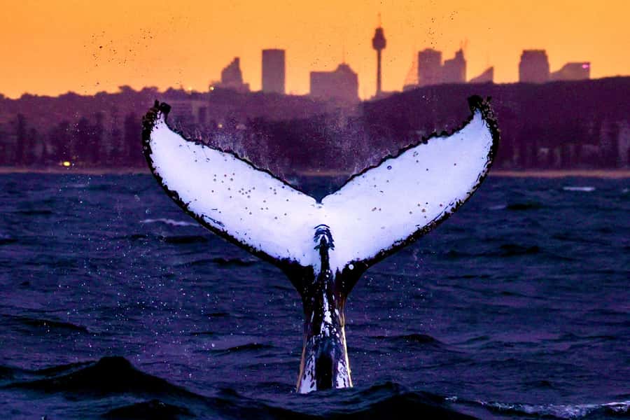 Sydney: Scenic Whale Watching Cruise - Whales Guaranteed - Circular Quay to Sydney Heads: the cruise setup that matters