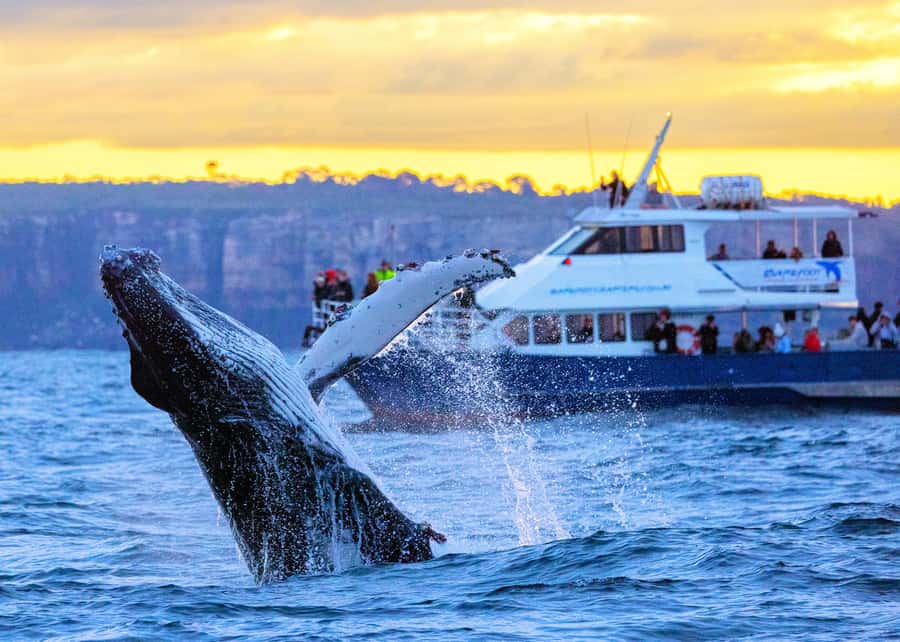 Sydney: Scenic Whale Watching Cruise - Whales Guaranteed - Captain Dean, Tom, and the kind of crew you want on a wildlife boat