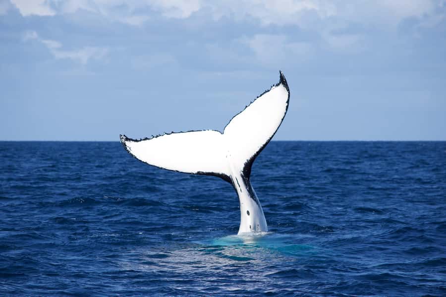 Sydney: Scenic Whale Watching Cruise - Whales Guaranteed - Onboard comfort, photos, and sound quality in real life