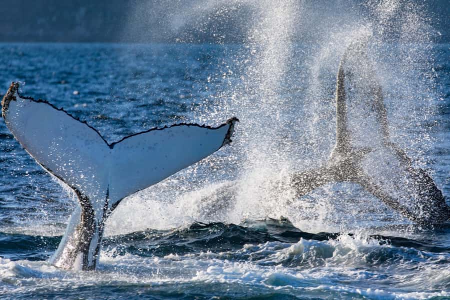 Sydney: Scenic Whale Watching Cruise - Whales Guaranteed - What you are really hunting for: humpbacks, breaches, and close passes