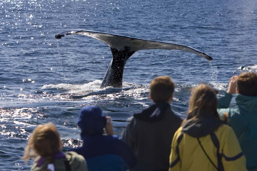 Sydney: Scenic Whale Watching Cruise - Whales Guaranteed - Who this cruise suits best, and who might want a backup plan