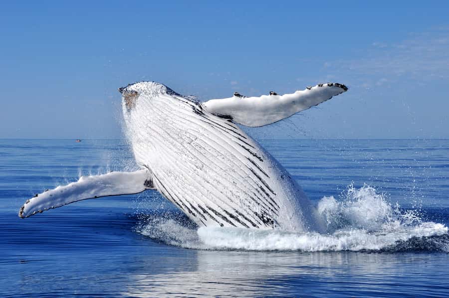 Sydney: Scenic Whale Watching Cruise - Whales Guaranteed - Should you book this humpback whale cruise?