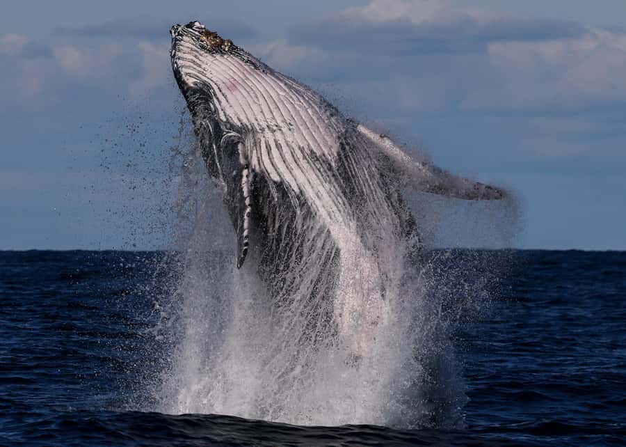 Sydney: Scenic Whale Watching Cruise - Whales Guaranteed - Why the $45 whale guarantee feels like real value