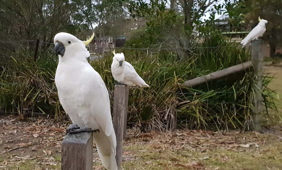 Sydney: Sea Cliff Bridge, Kiama Blowhole and Farmlands Tour - Grand Pacific Drive and Illawarra Beaches: Stops Built for Photos and Wildlife