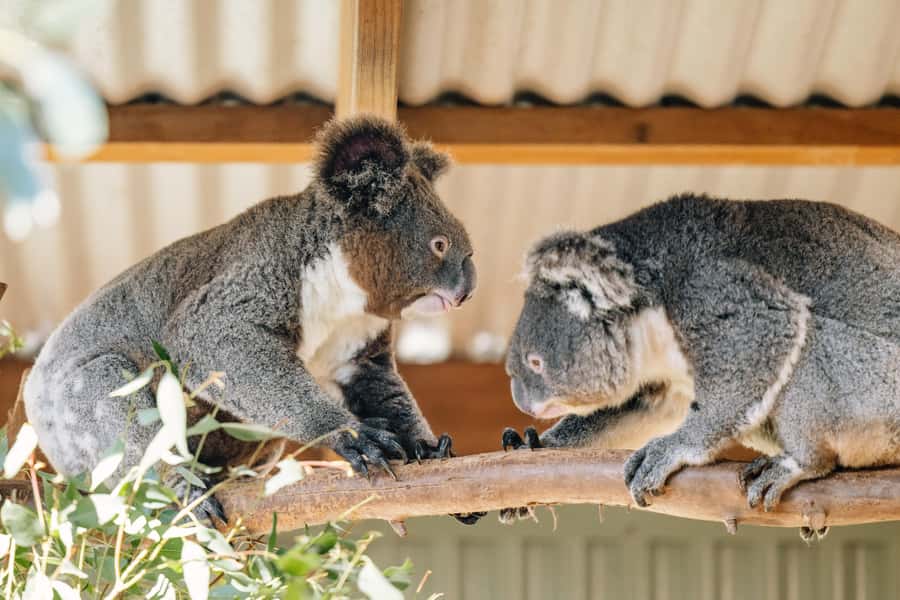 Sydney: Small Group Blue Mountains, Wildlife & Waterfalls - Featherdale Wildlife Park: meet the icons before the hike