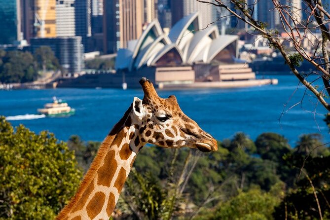 Sydney Taronga Zoo General Entry Ticket - Key highlights to know before you go